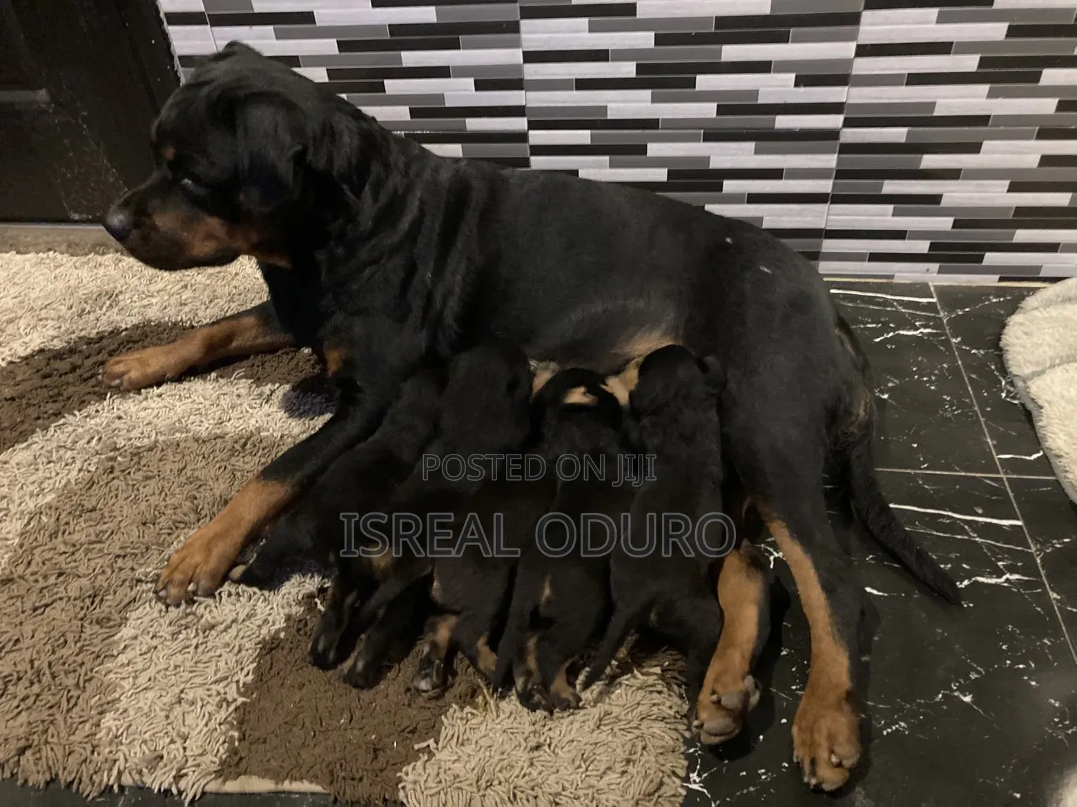1-3 months Female Purebred Rottweiler