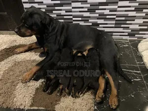 1-3 months Female Purebred Rottweiler