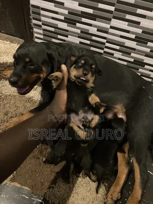 1-3 months Female Purebred Rottweiler