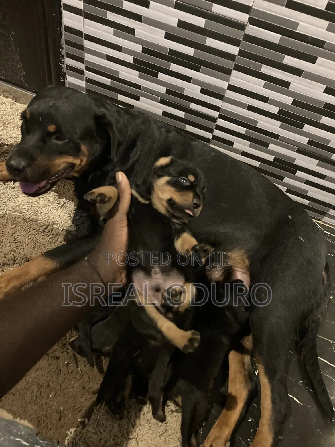 1-3 months Female Purebred Rottweiler