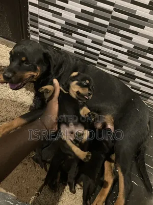 1-3 months Female Purebred Rottweiler