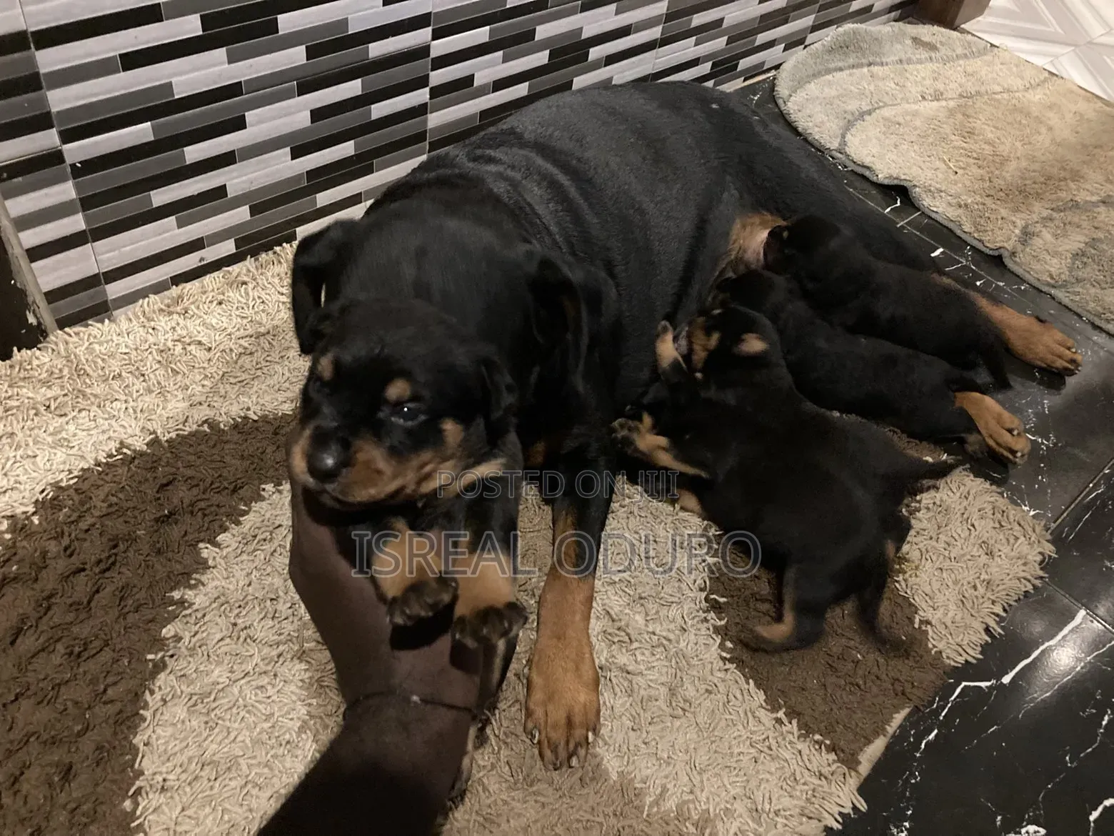 1-3 months Female Purebred Rottweiler