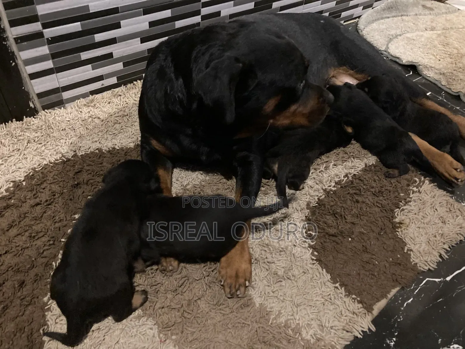 1-3 months Female Purebred Rottweiler