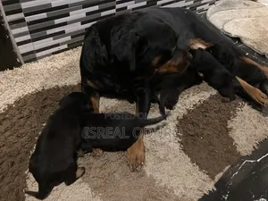 1-3 months Female Purebred Rottweiler