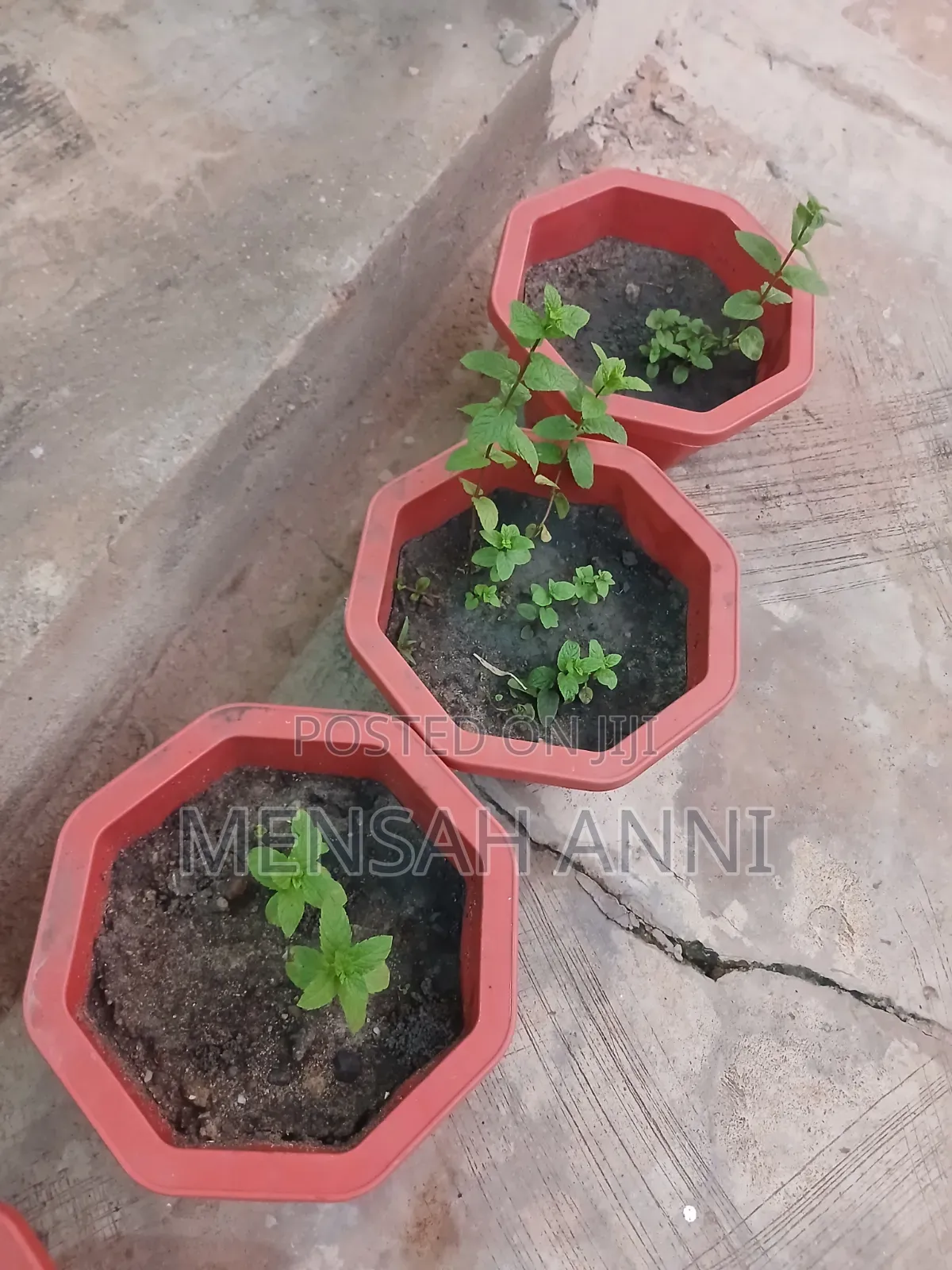 GreenHome Mint Seedlings