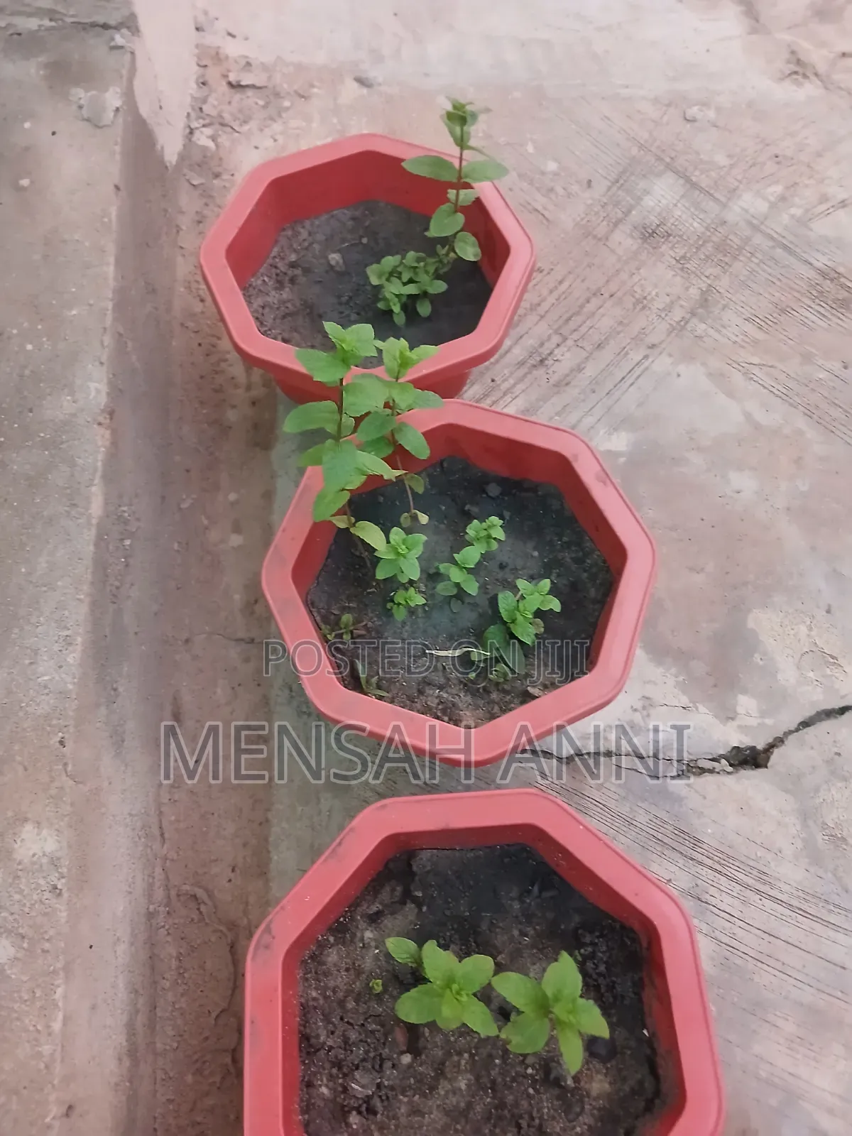 GreenHome Mint Seedlings