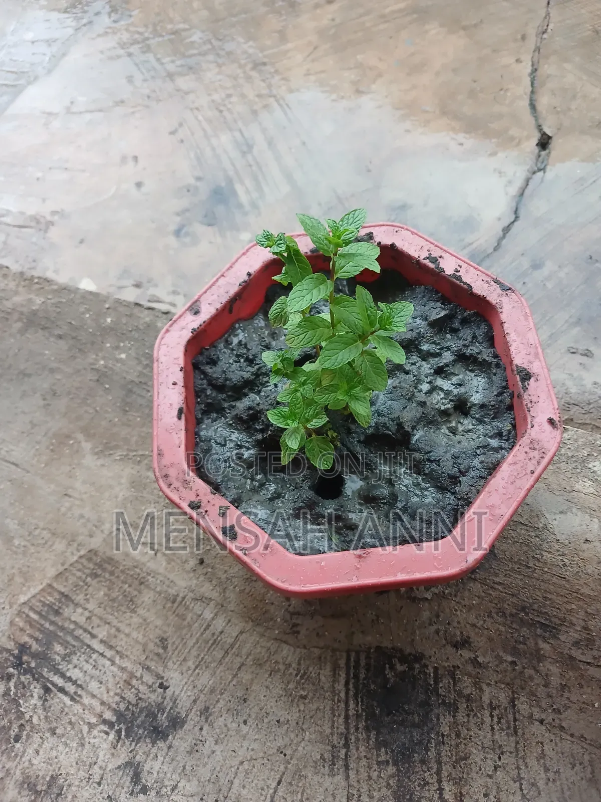 GreenHome Mint Seedlings