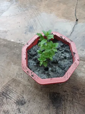GreenHome Mint Seedlings