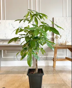 Money Tree
