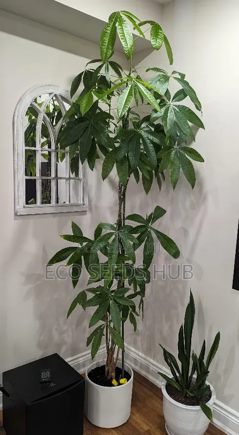 Money Tree