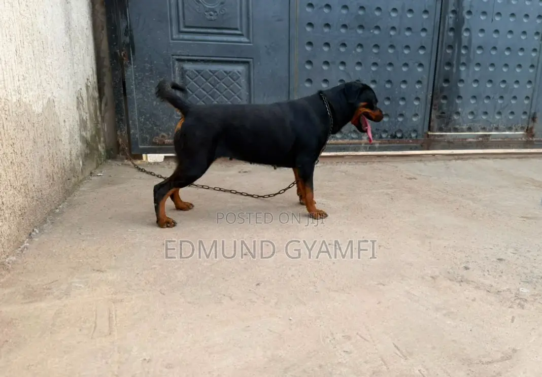 1+ year Female Purebred Rottweiler