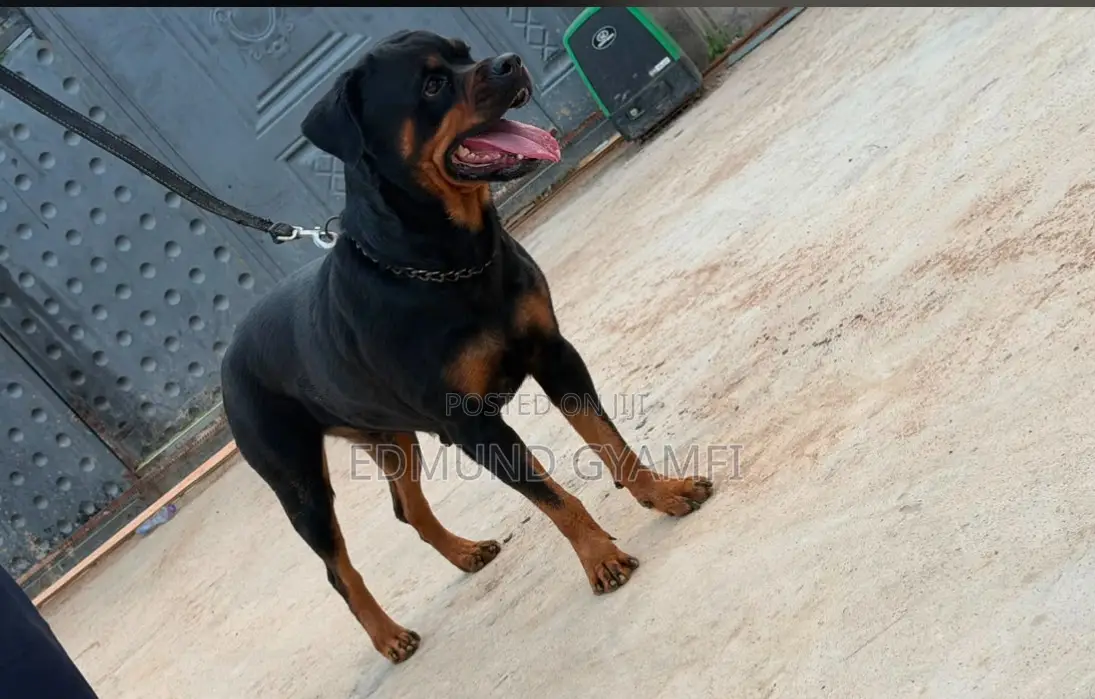 1+ year Female Purebred Rottweiler