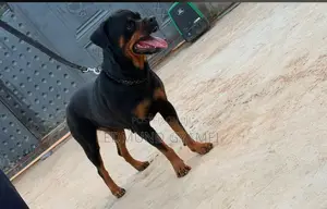 1+ year Female Purebred Rottweiler