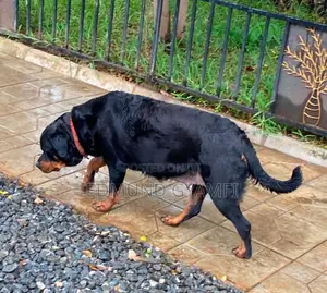 1+ year Female Purebred Rottweiler