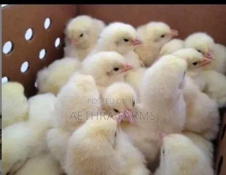 Day Old Chicks