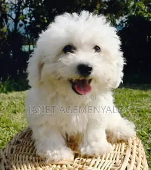 1-3 months Male Purebred Poodle