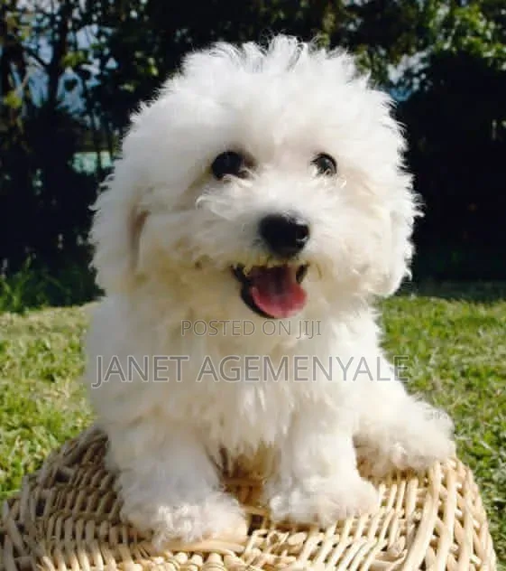 1-3 months Male Purebred Poodle