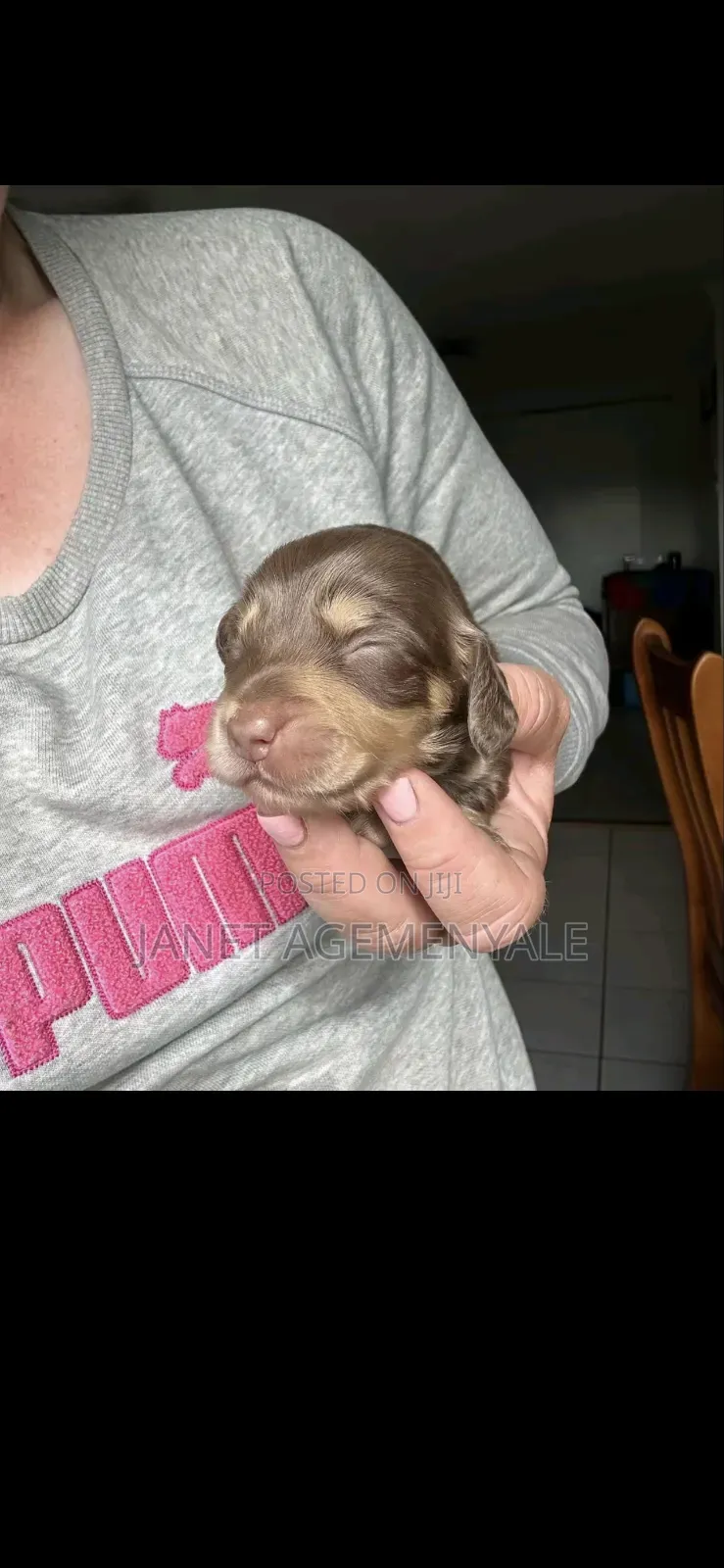 1-3 months Male Purebred Poodle