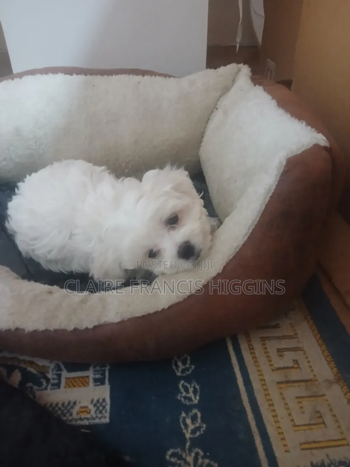 1-3 months Male Purebred Maltese