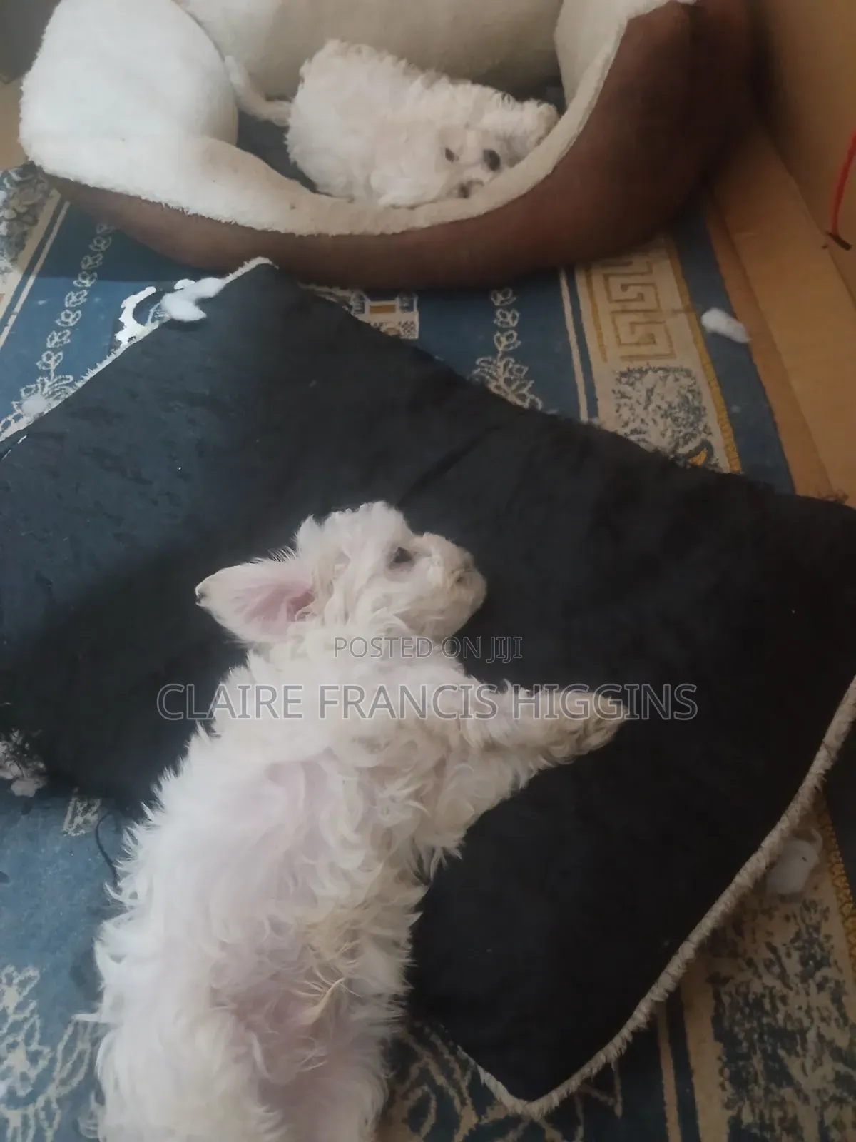 1-3 months Male Purebred Maltese