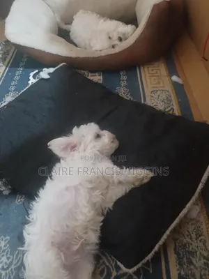 1-3 months Male Purebred Maltese