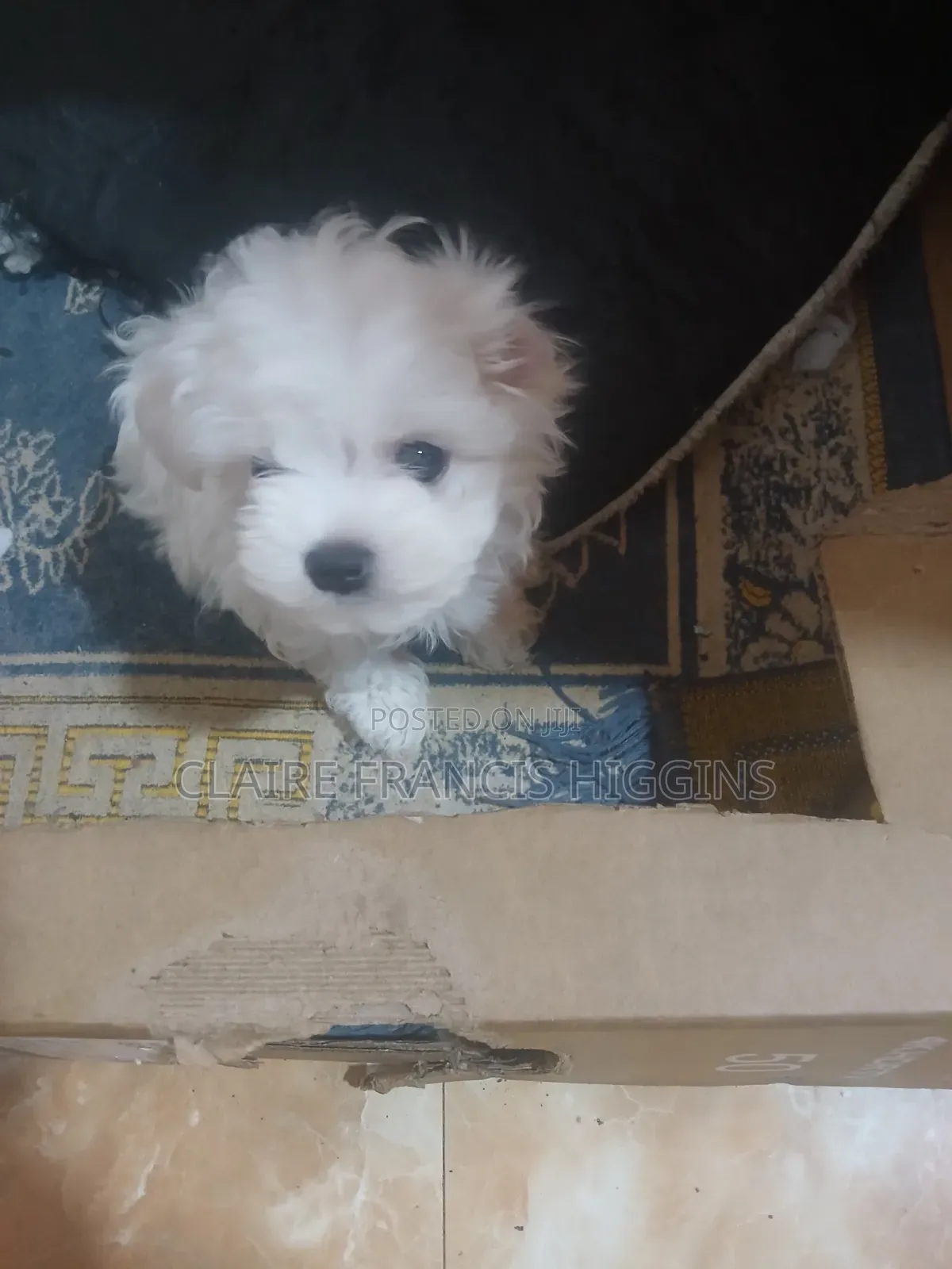 1-3 months Male Purebred Maltese