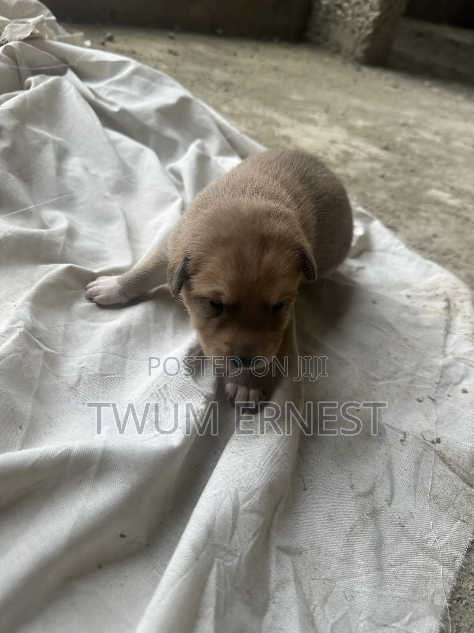 0-1 month Male Mixed Breed Dog