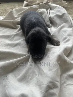 0-1 month Male Mixed Breed Dog