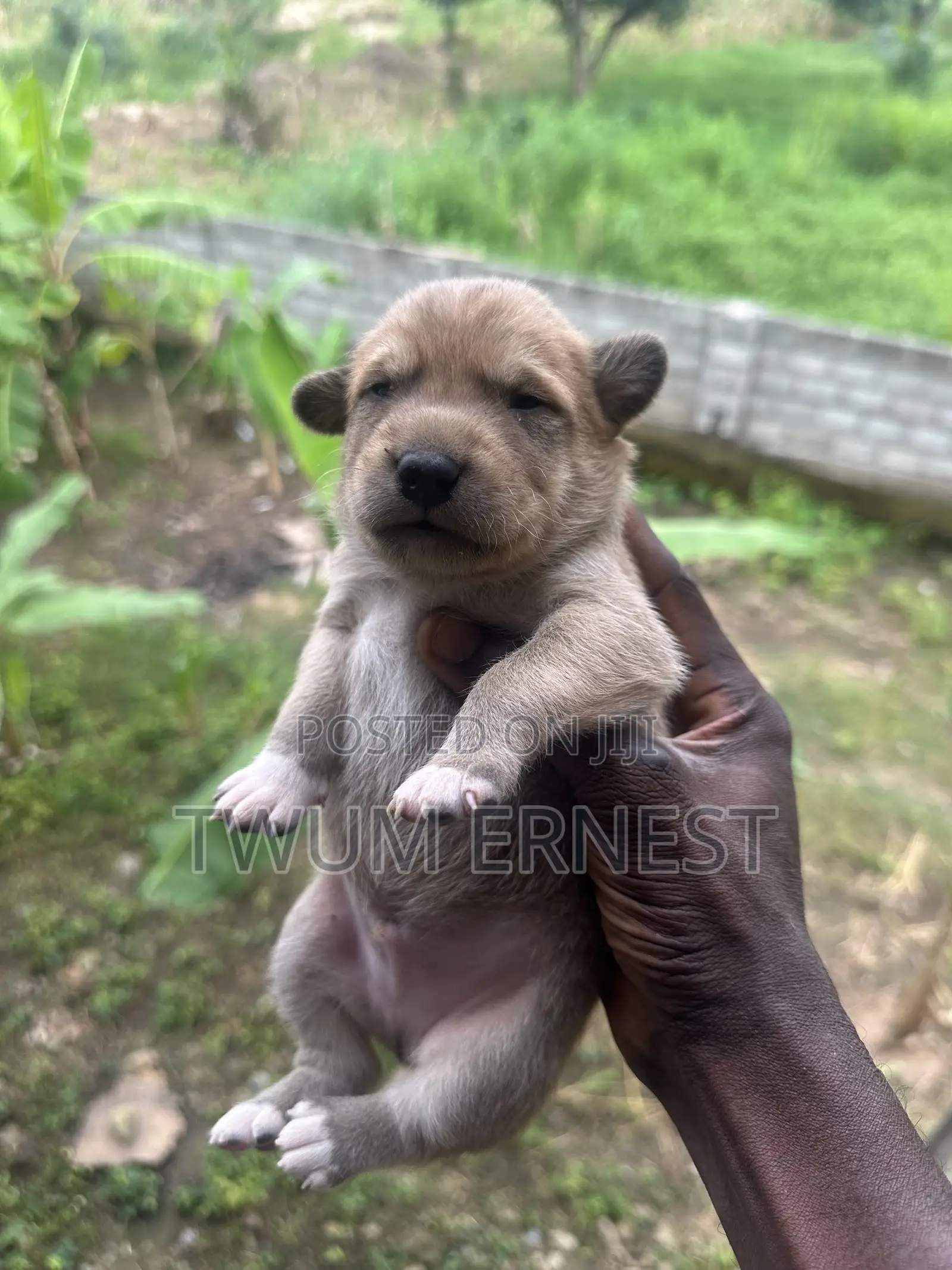 0-1 month Male Mixed Breed Dog