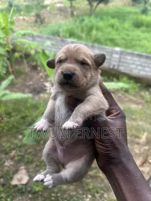 0-1 month Male Mixed Breed Dog