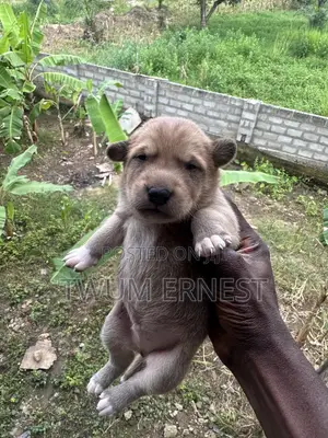 0-1 month Male Mixed Breed Dog