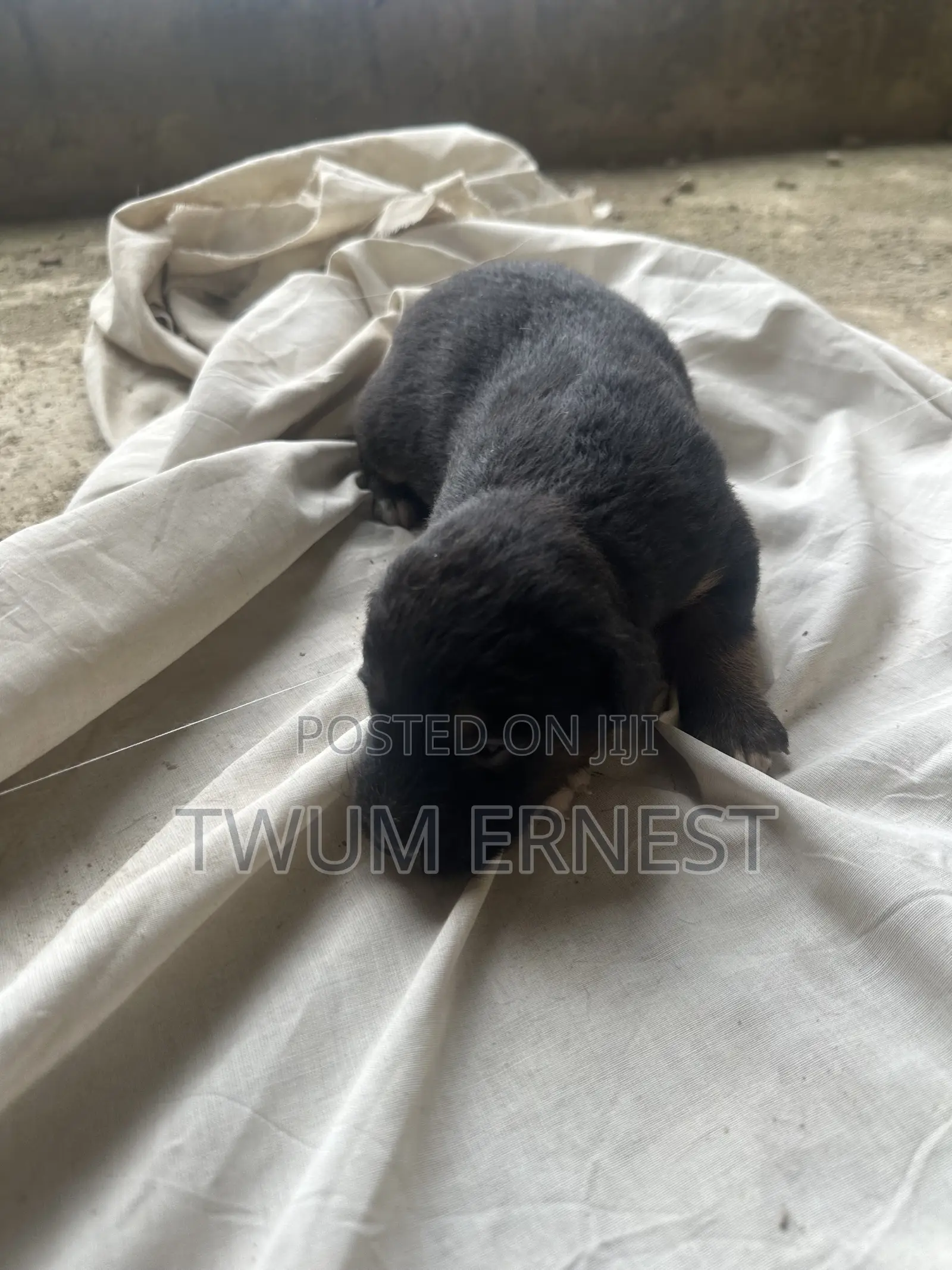 0-1 month Male Mixed Breed Dog