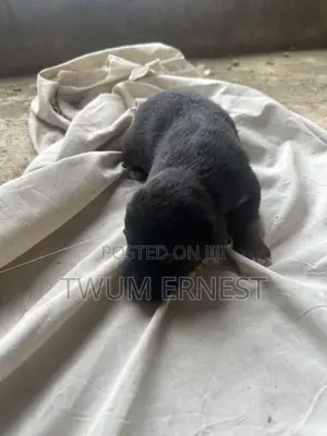 0-1 month Male Mixed Breed Dog