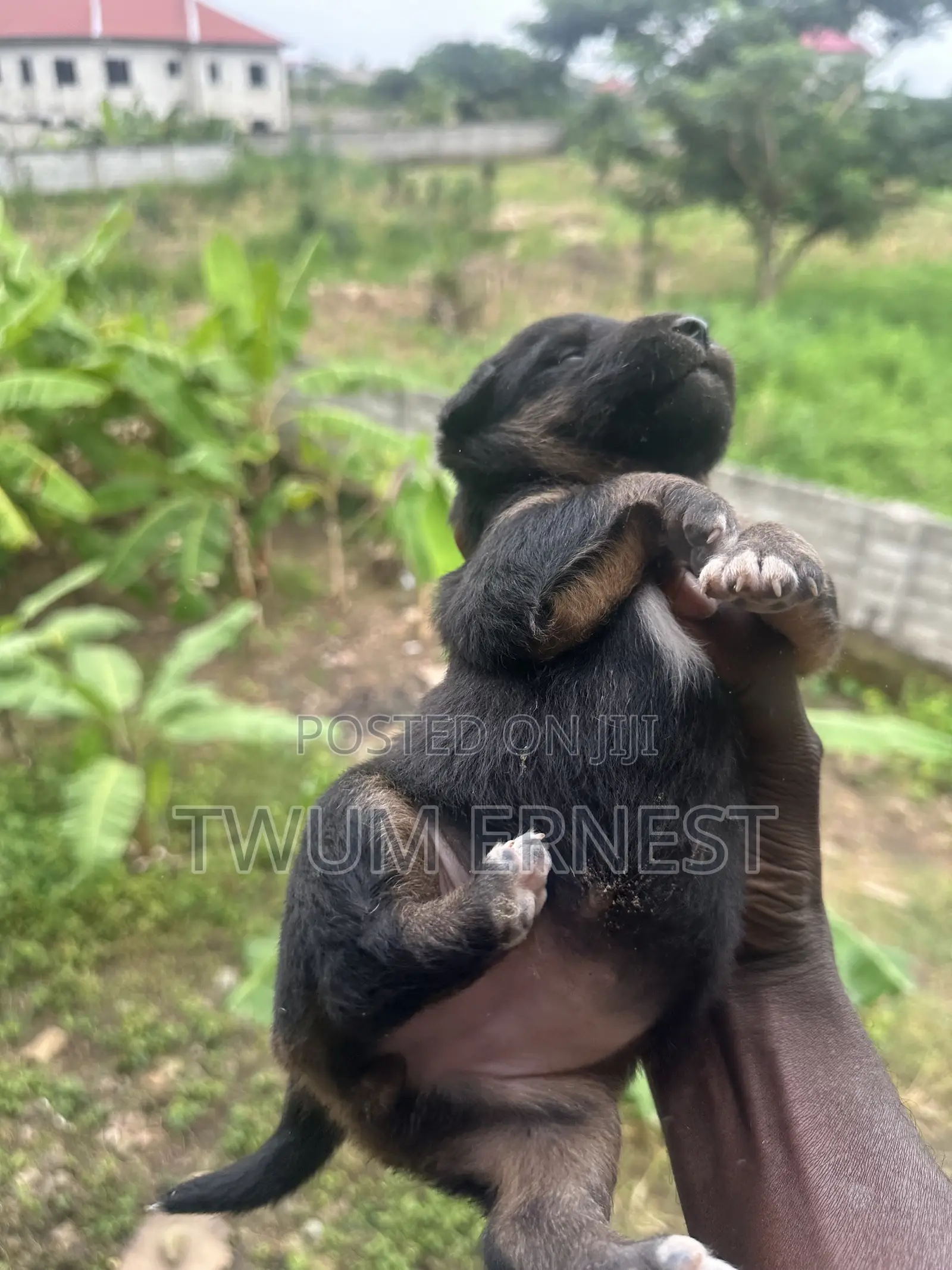 0-1 month Male Mixed Breed Dog