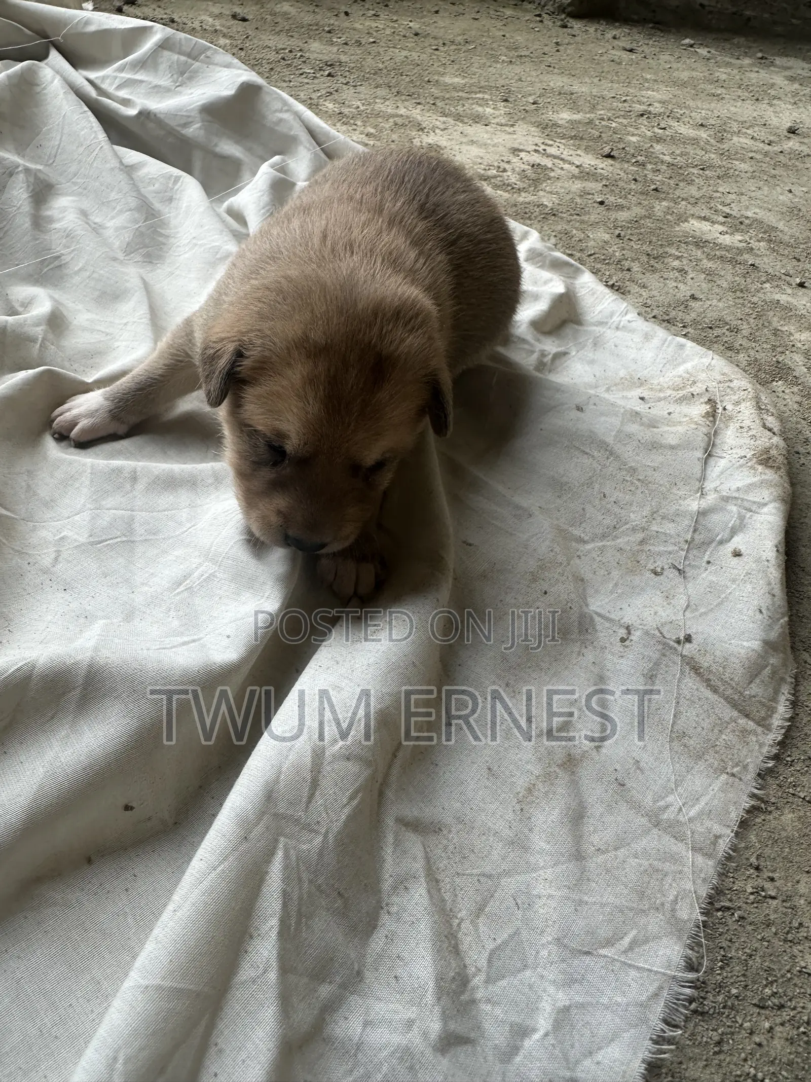 0-1 month Male Mixed Breed Dog