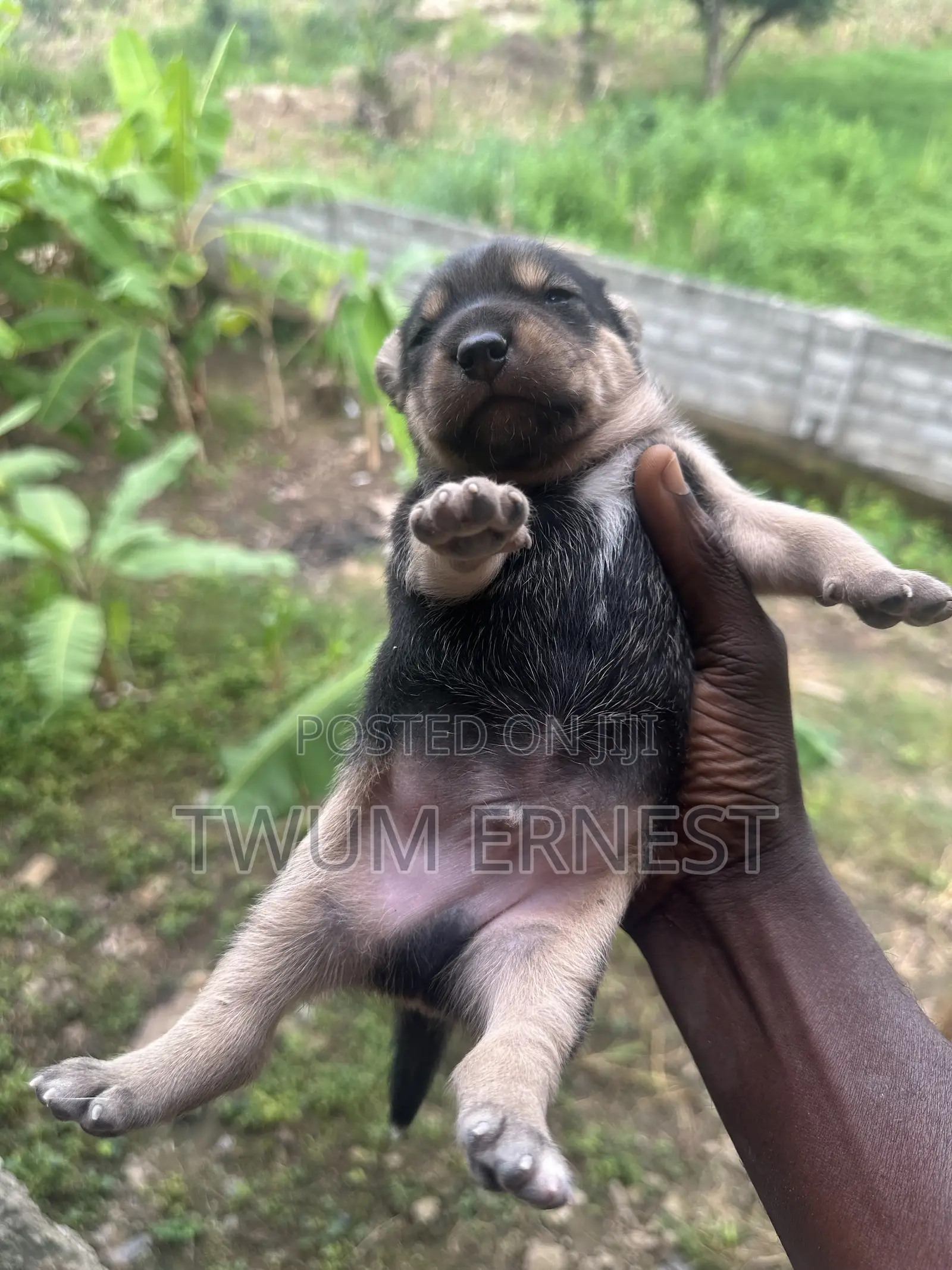 0-1 month Male Mixed Breed Dog