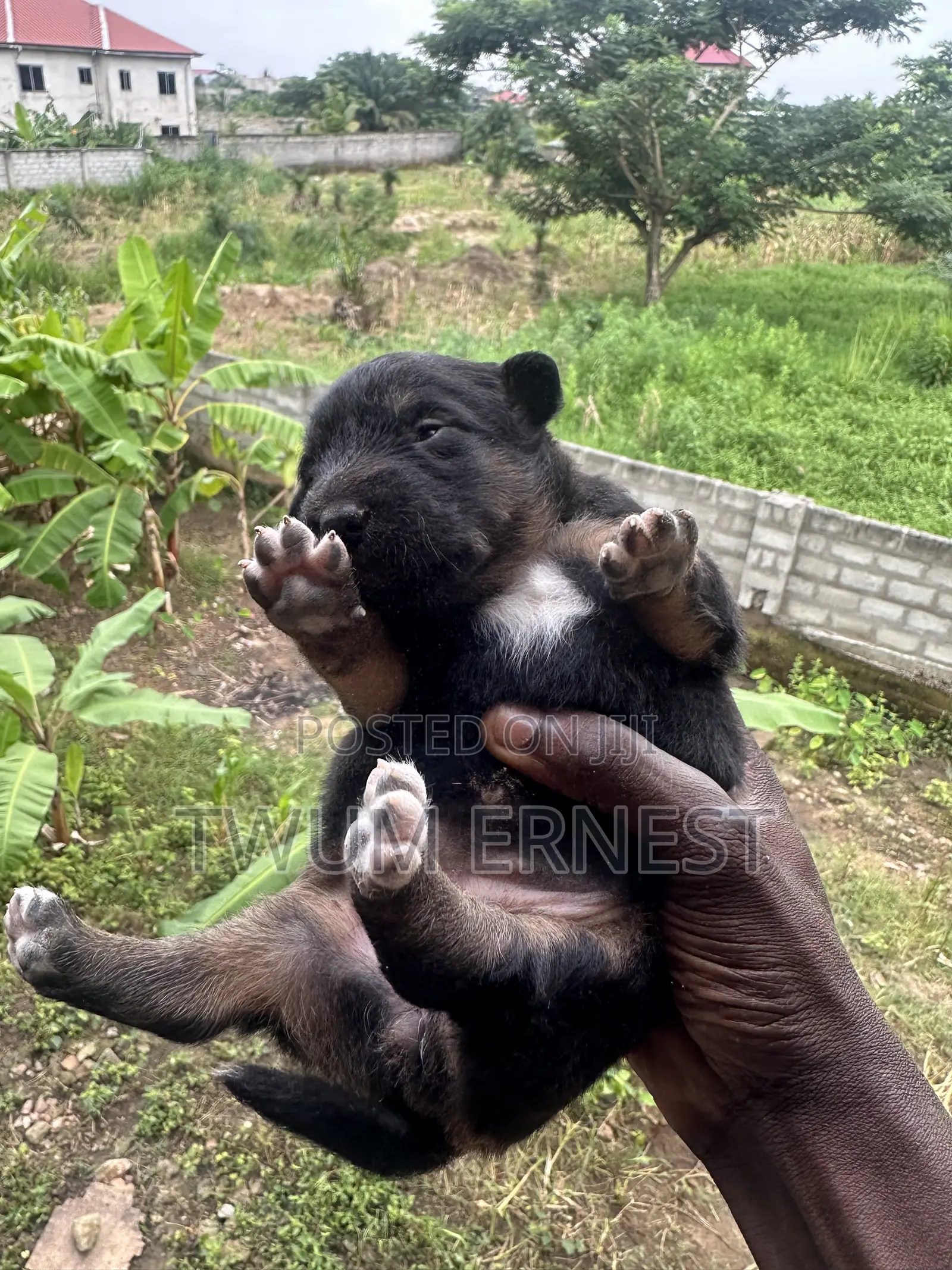 0-1 month Male Mixed Breed Dog