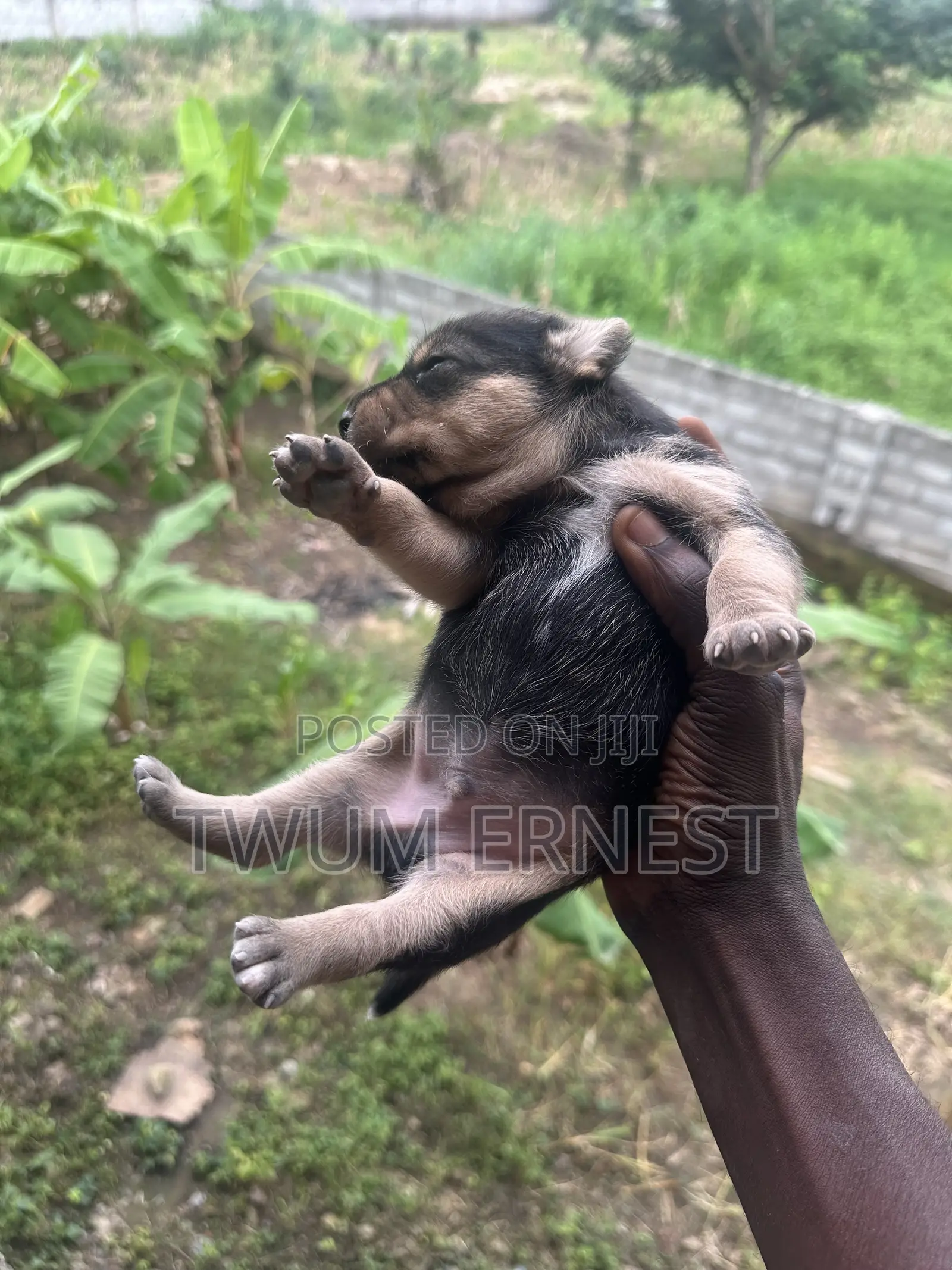 0-1 month Male Mixed Breed Dog