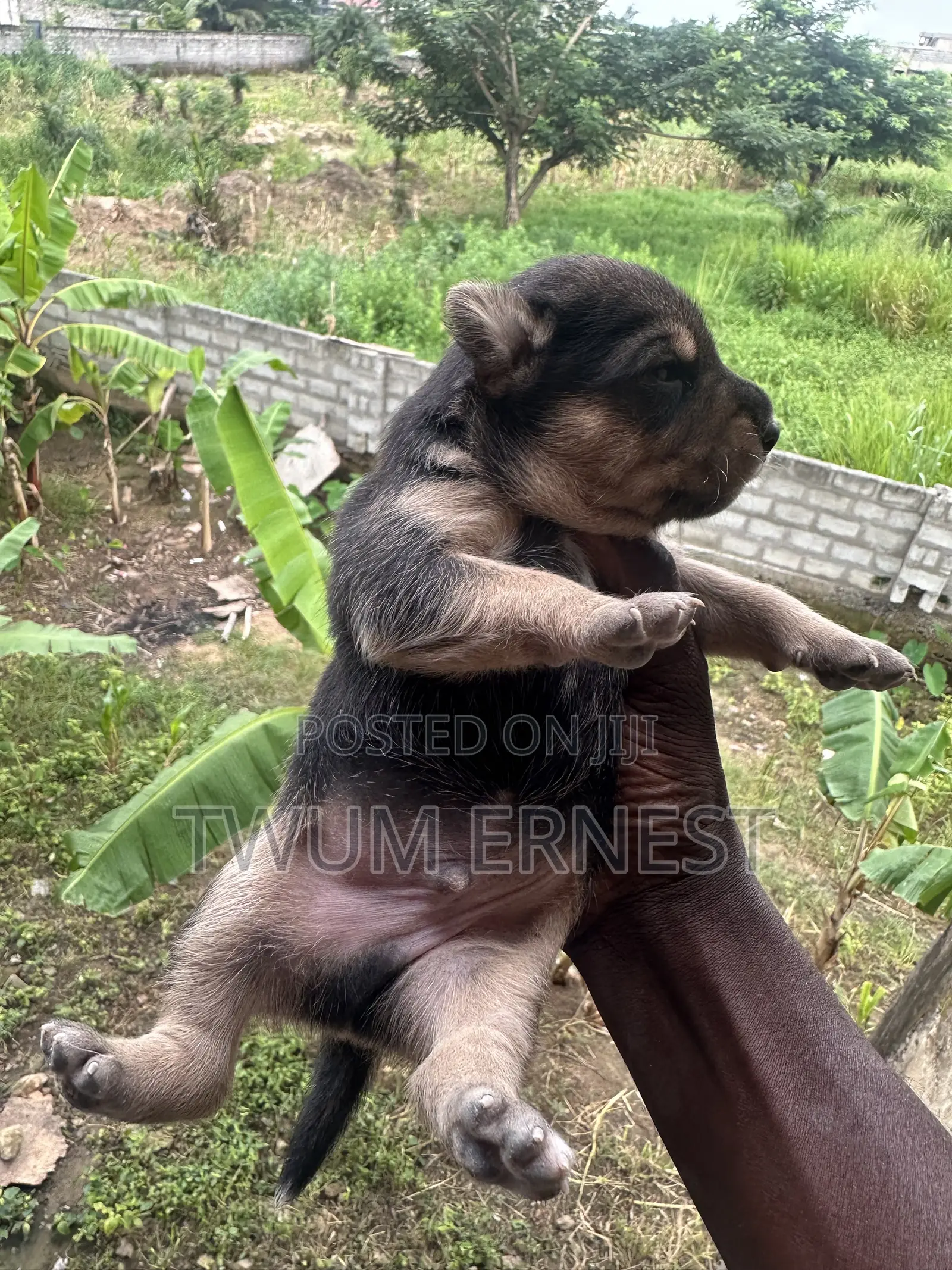 0-1 month Male Mixed Breed Dog