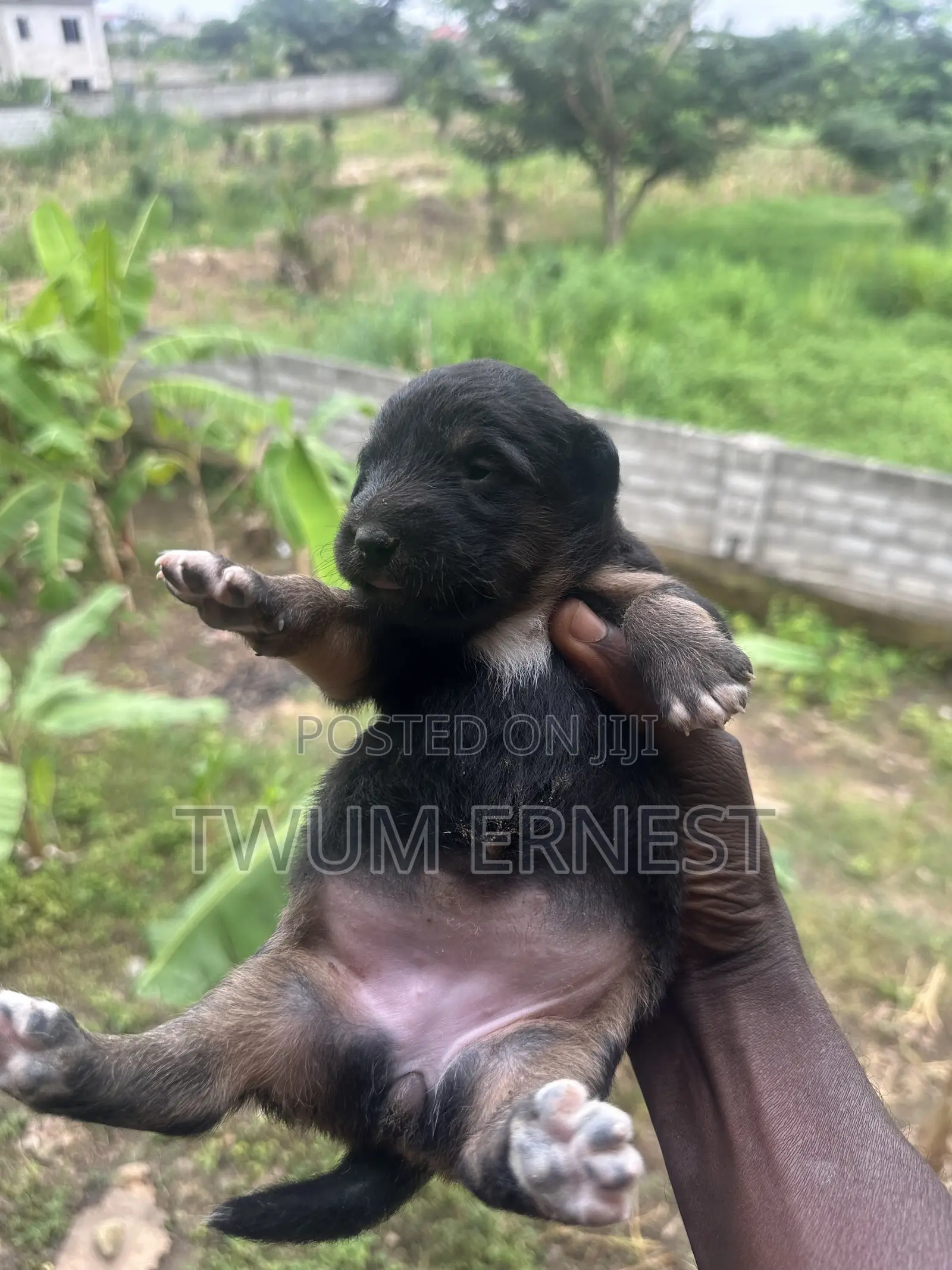 0-1 month Male Mixed Breed Dog