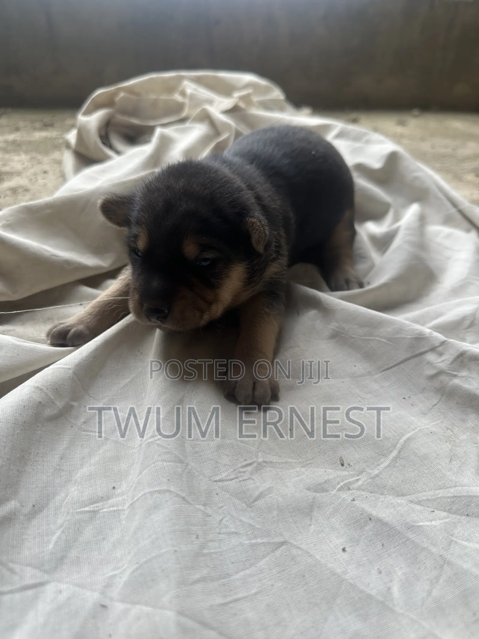 0-1 month Male Mixed Breed Dog