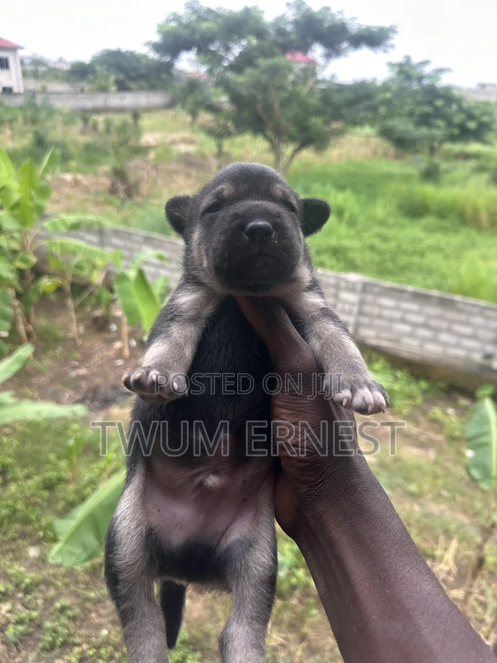 0-1 month Male Mixed Breed Dog