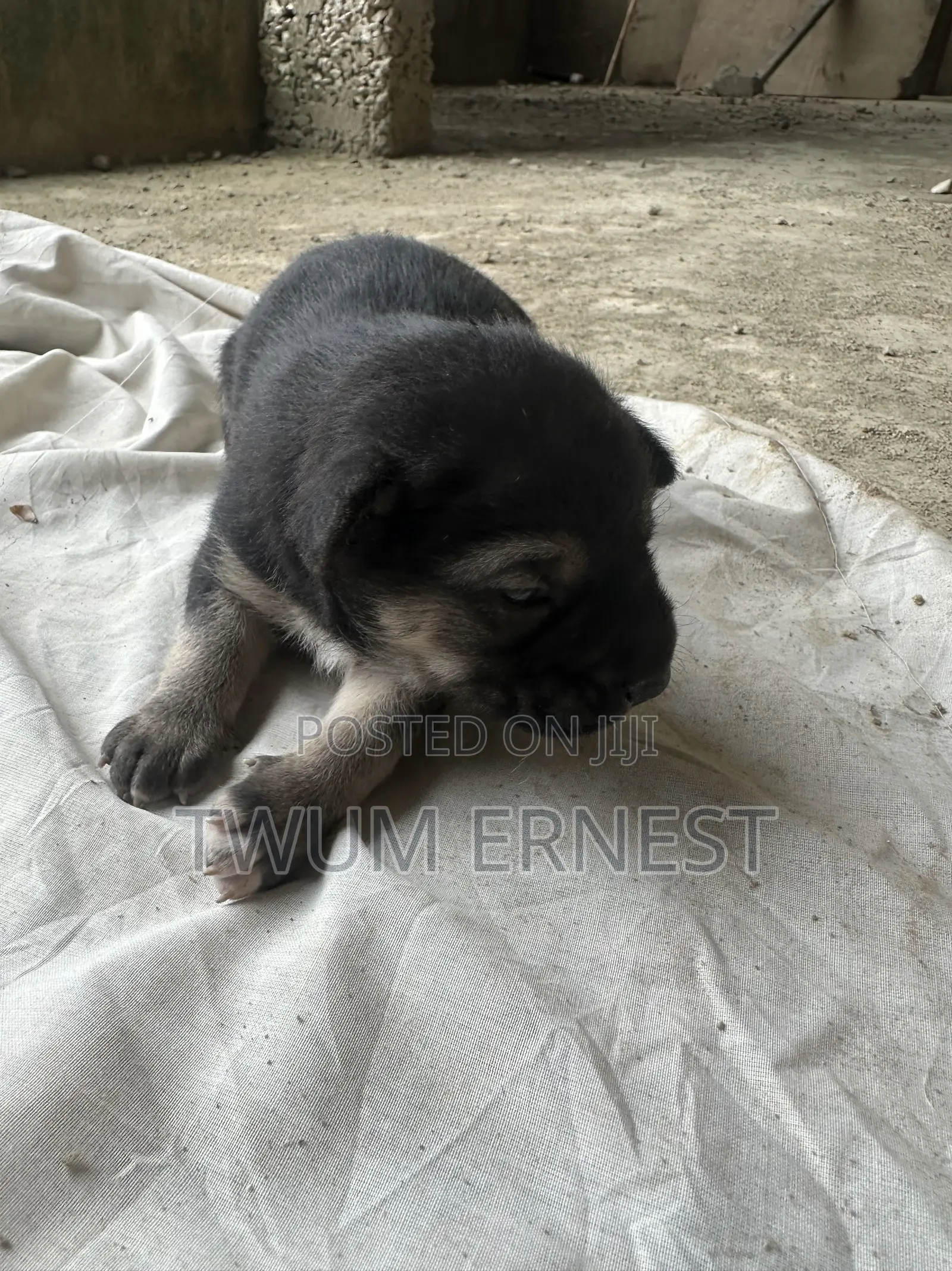 0-1 month Male Mixed Breed Dog