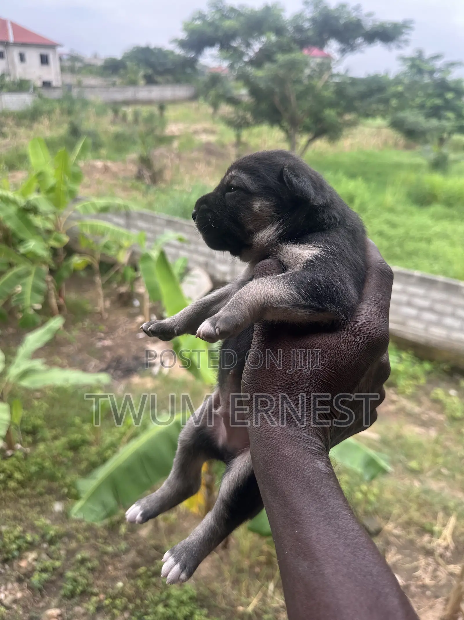 0-1 month Male Mixed Breed Dog