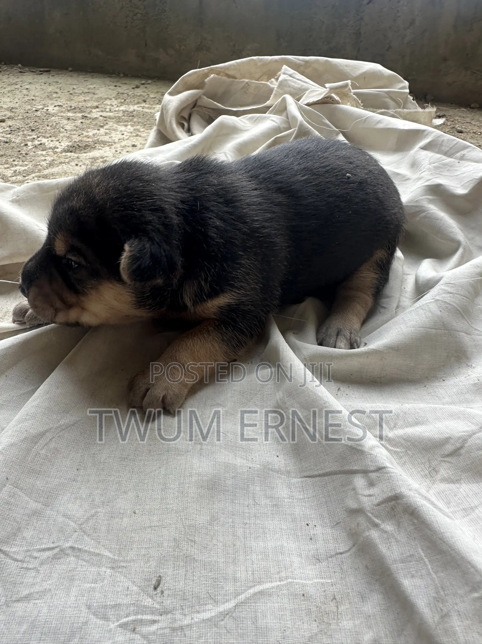 0-1 month Male Mixed Breed Dog