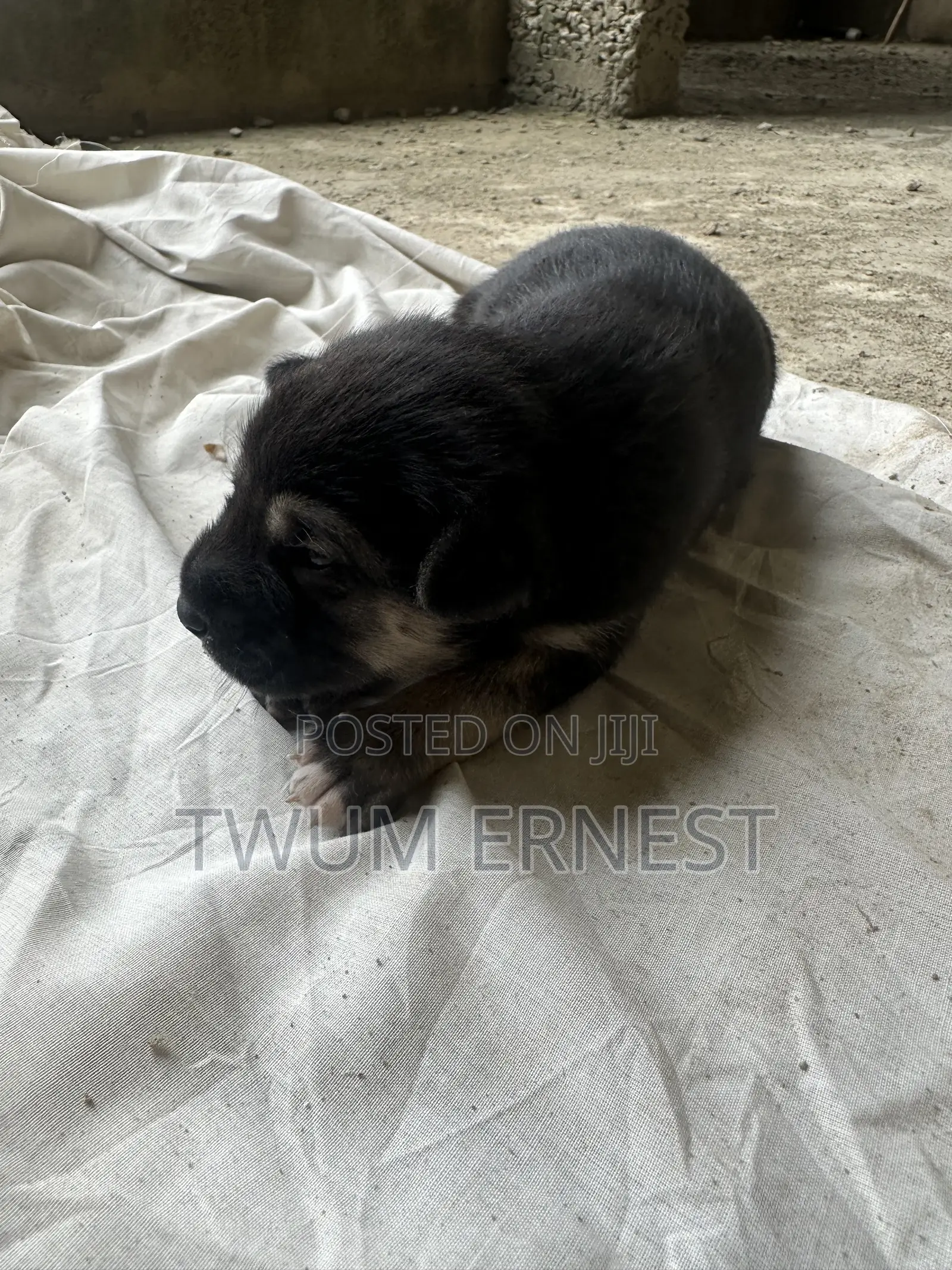 0-1 month Male Mixed Breed Dog