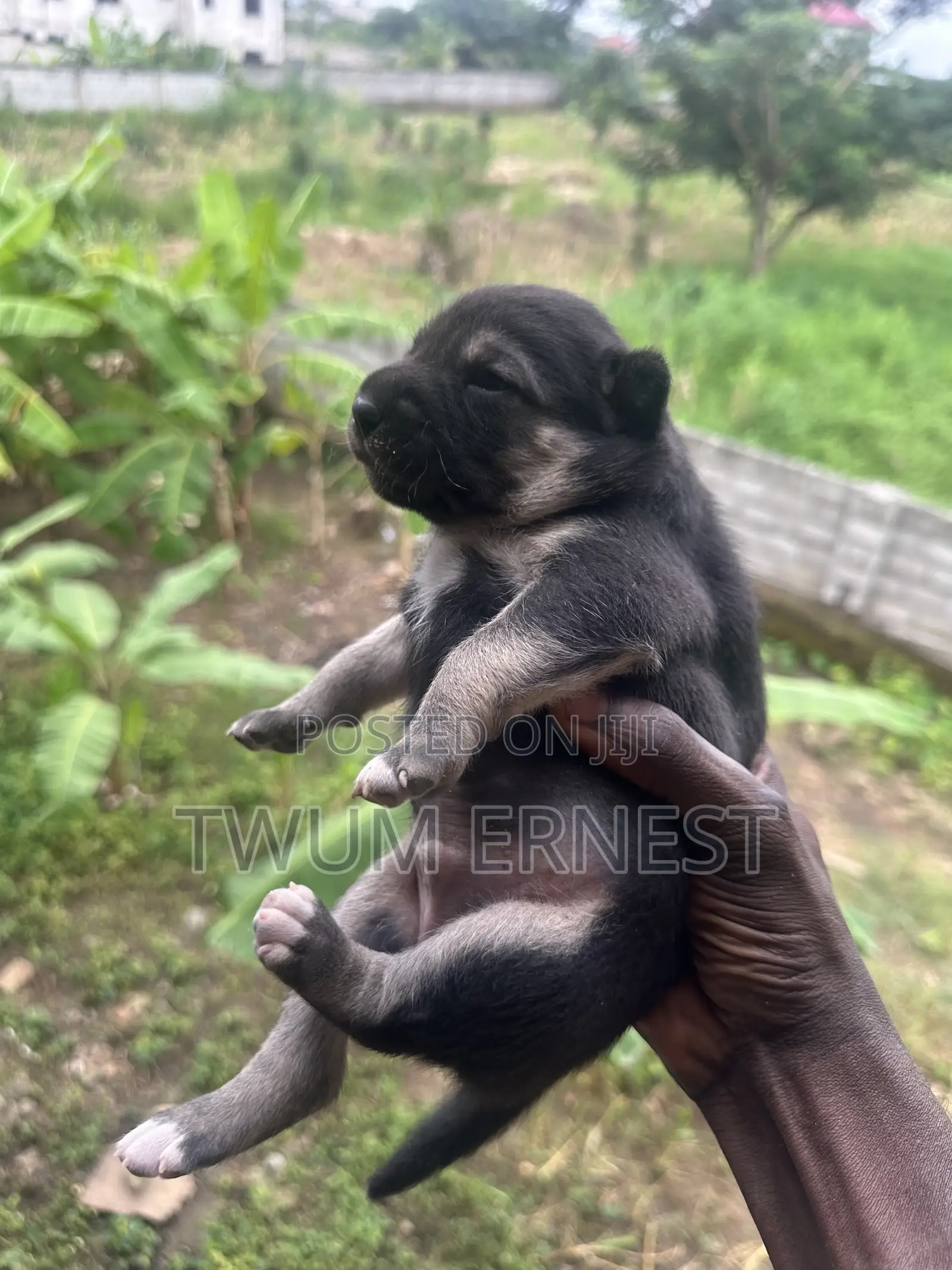 0-1 month Male Mixed Breed Dog