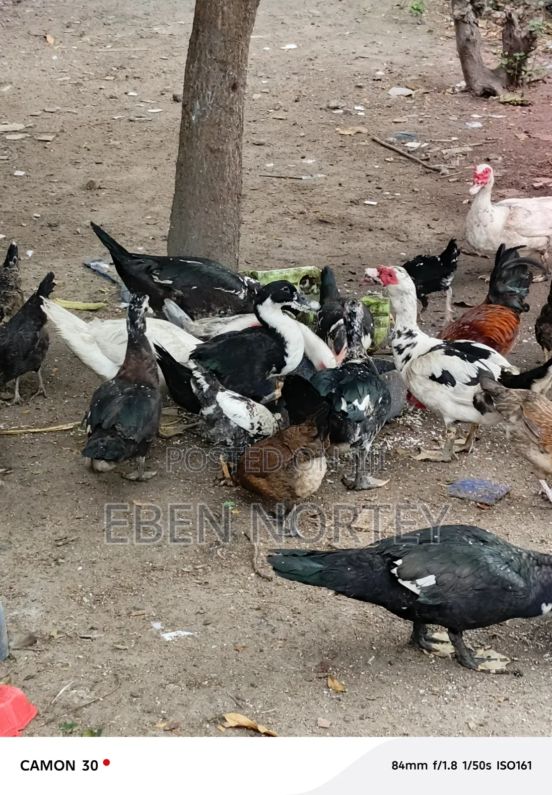 Mature Male Ducks for Sale