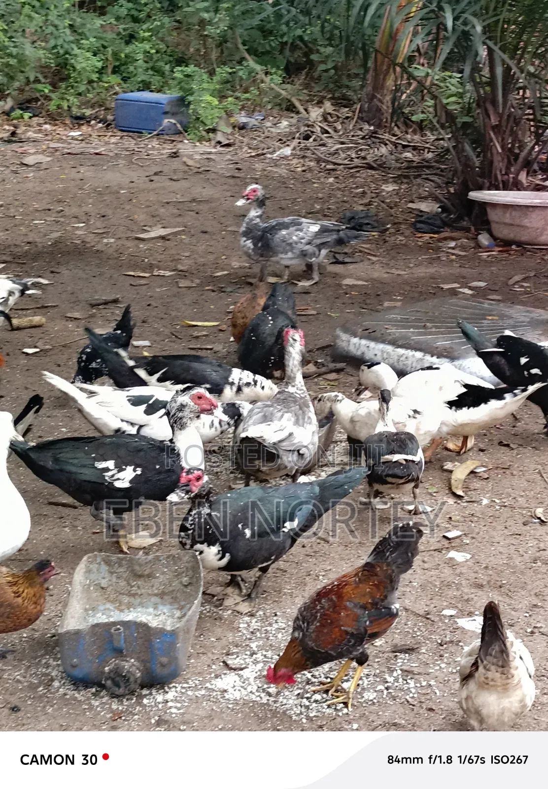 Mature Male Ducks for Sale