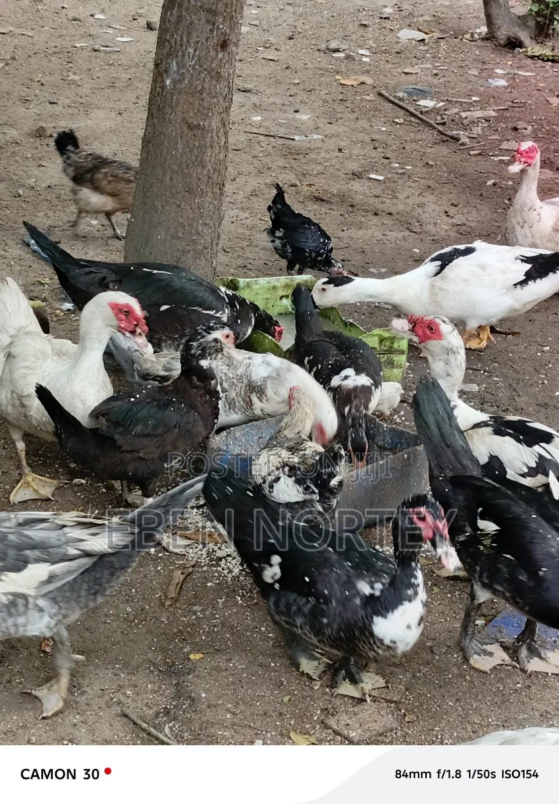 Mature Male Ducks for Sale